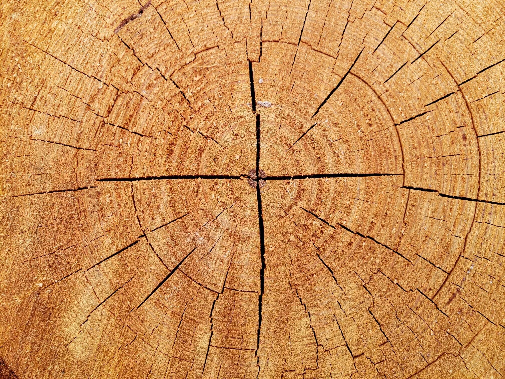 wood.jpg