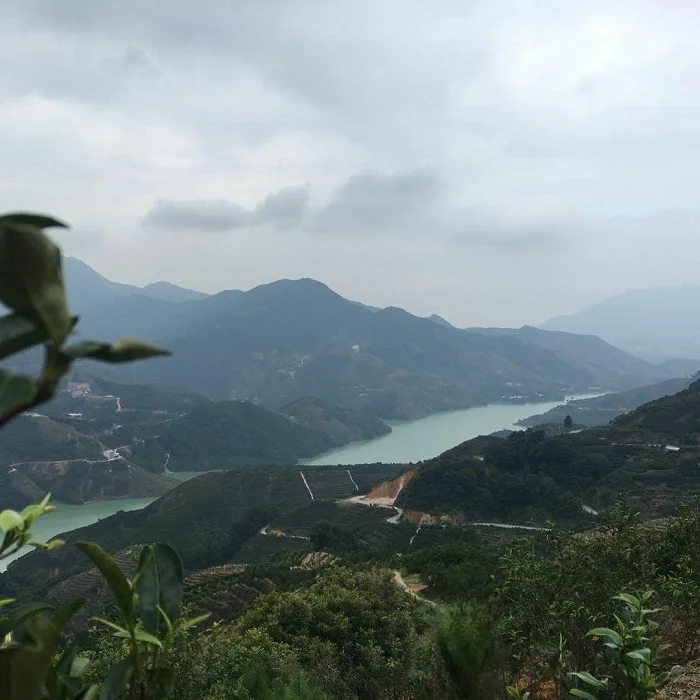 picture of Shannon's family farm in Wudong Village, Chaozhou, China ----- photo credit: @Wudongtea