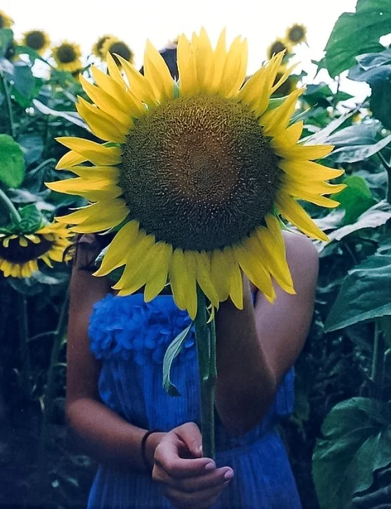 sunflower.jpeg