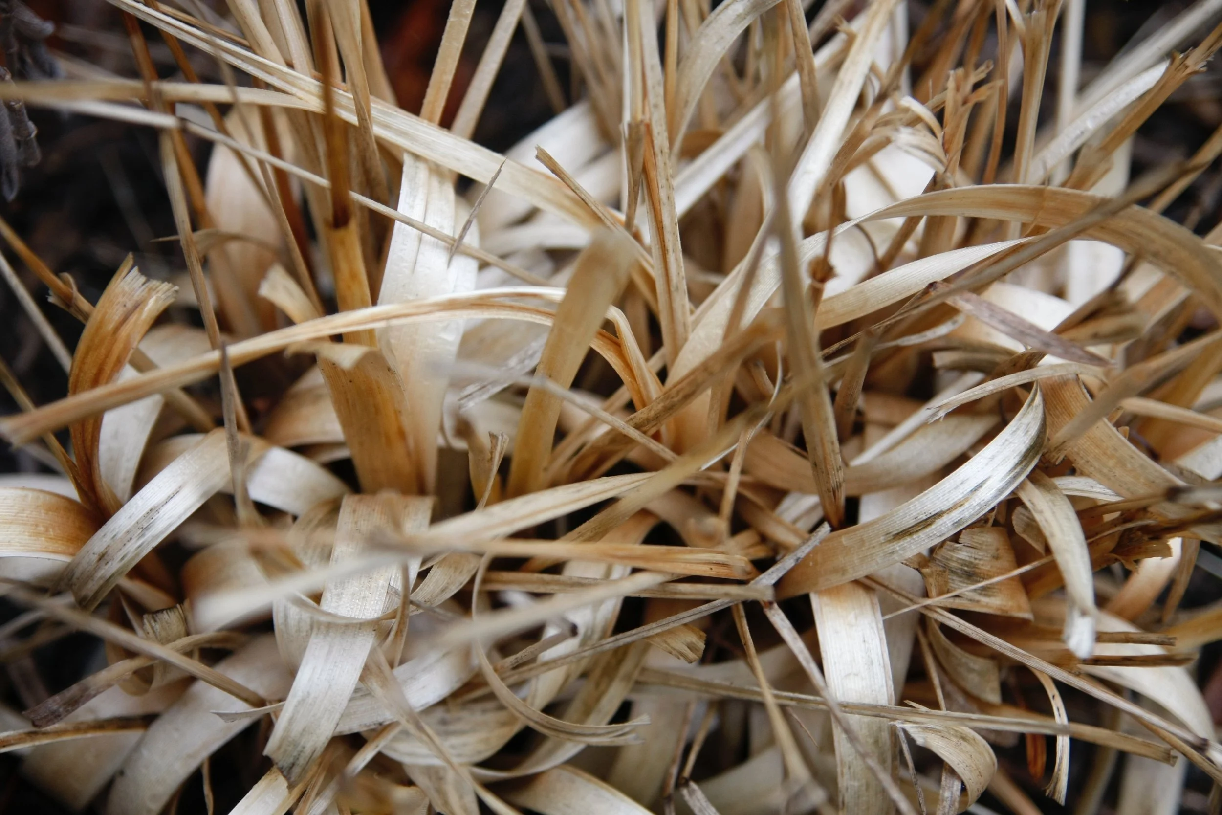 Feb24_the winter garden.jpg