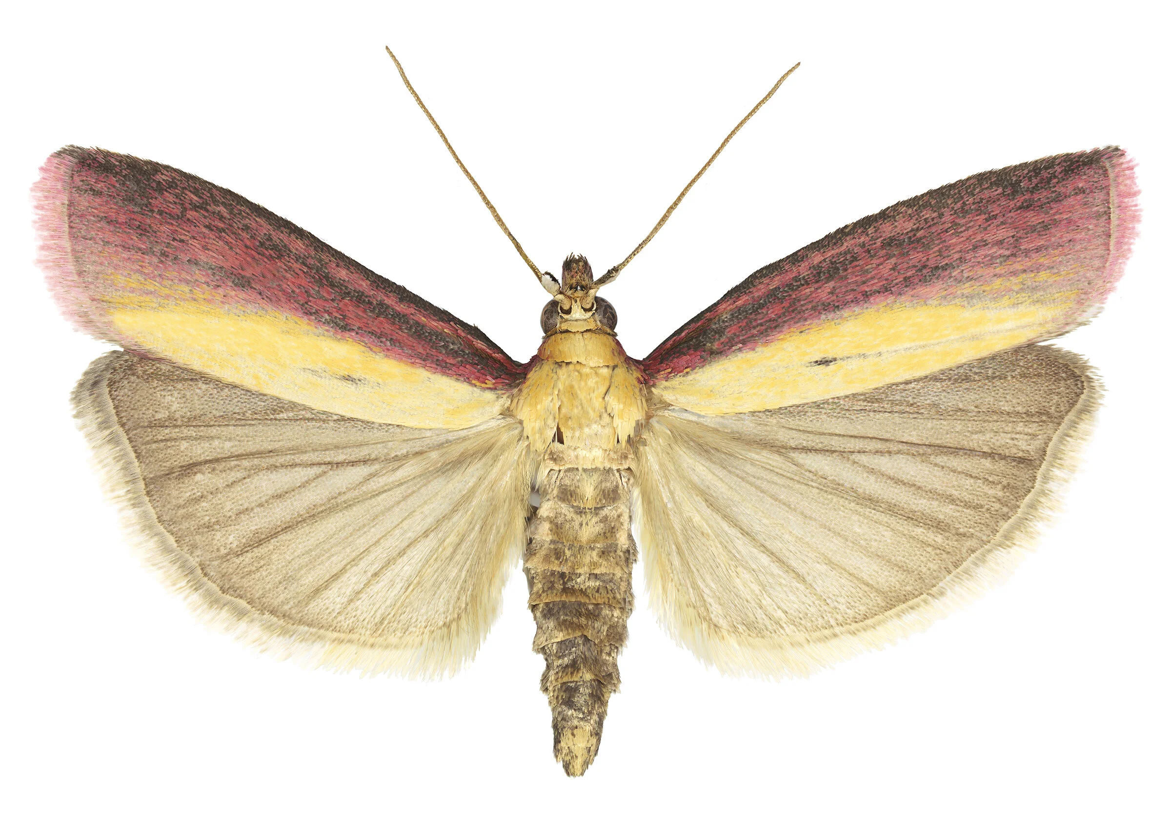 Oncocera semirubella.jpg
