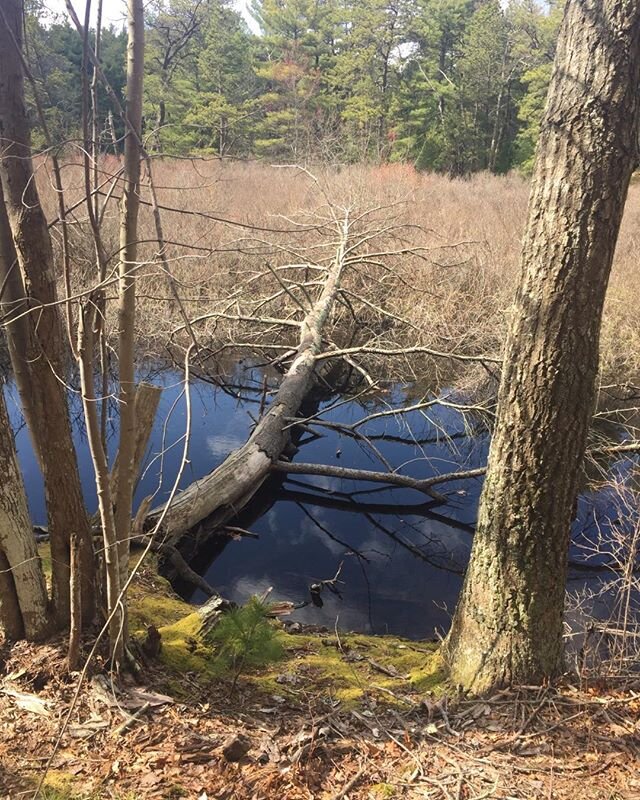 #easthampton #beauty #thenaturalworld #thankgoodnessforwalks #earthday #spring