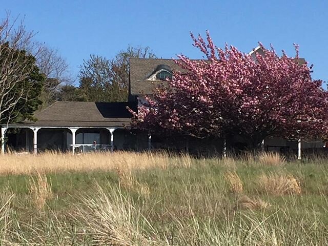 #Spring #cherrytree #oldhouse #beauty #bythesea #vintage