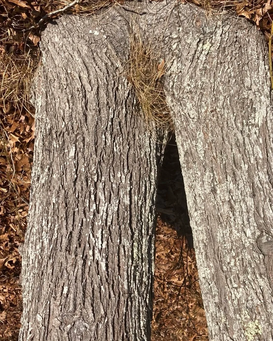 #What?  #tree #nature #nude #things you see