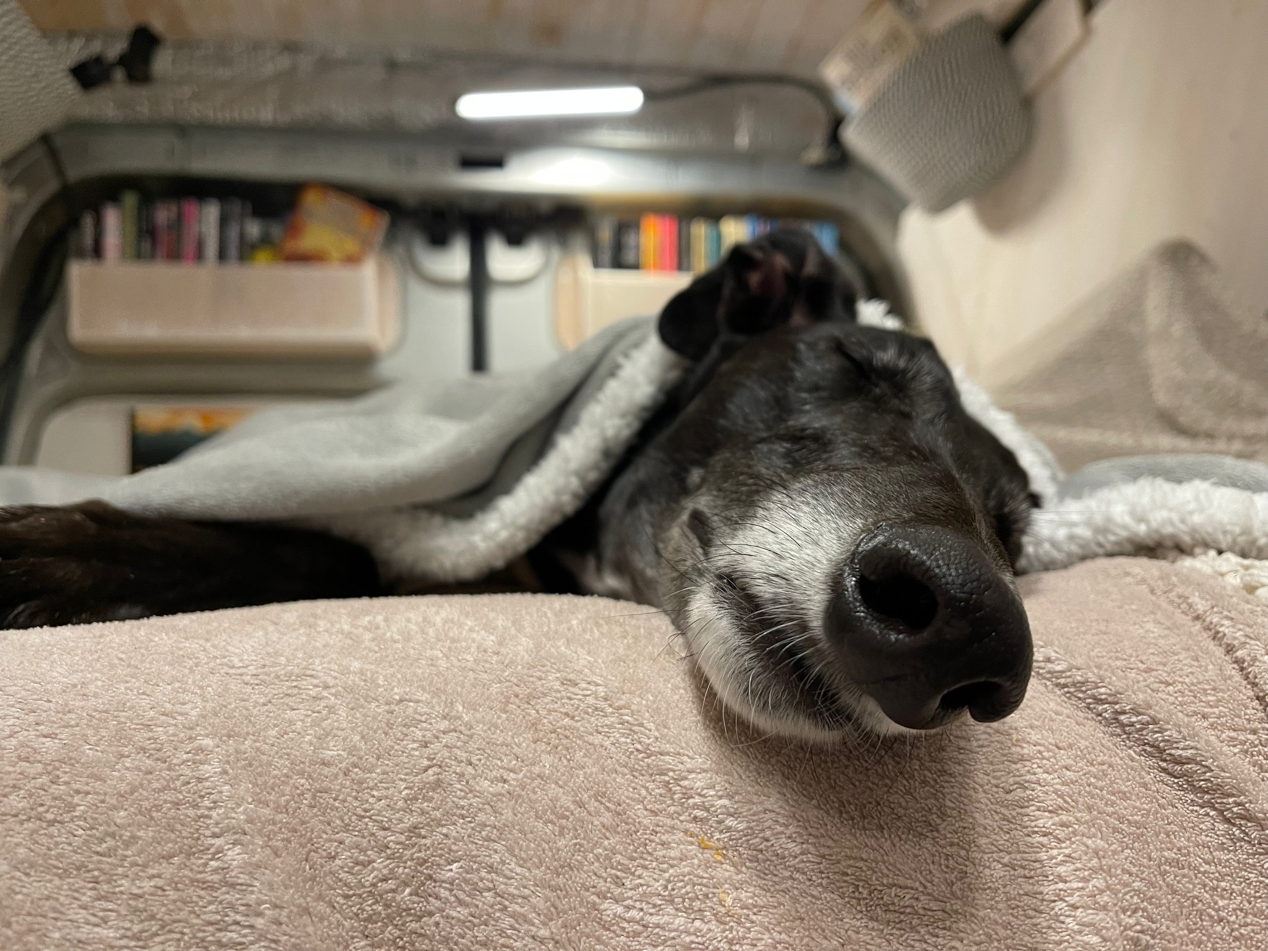 Does Miss Nancy the greyhound like my campervan?
