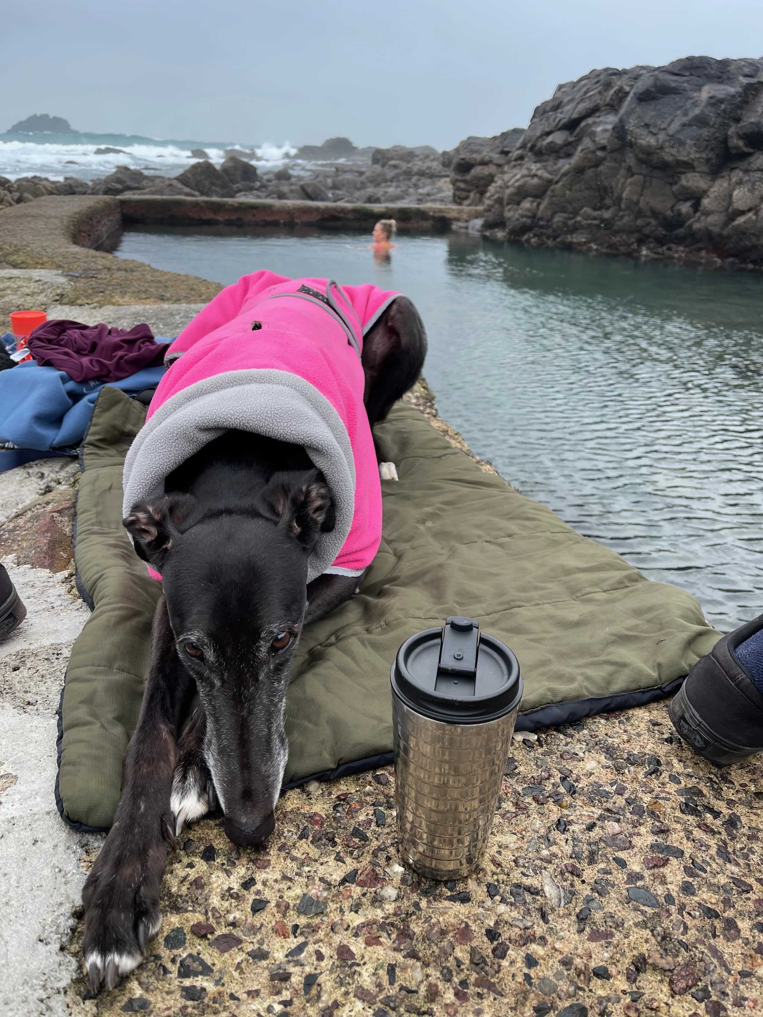 1st January 2024 - It’s a greyhounds life..