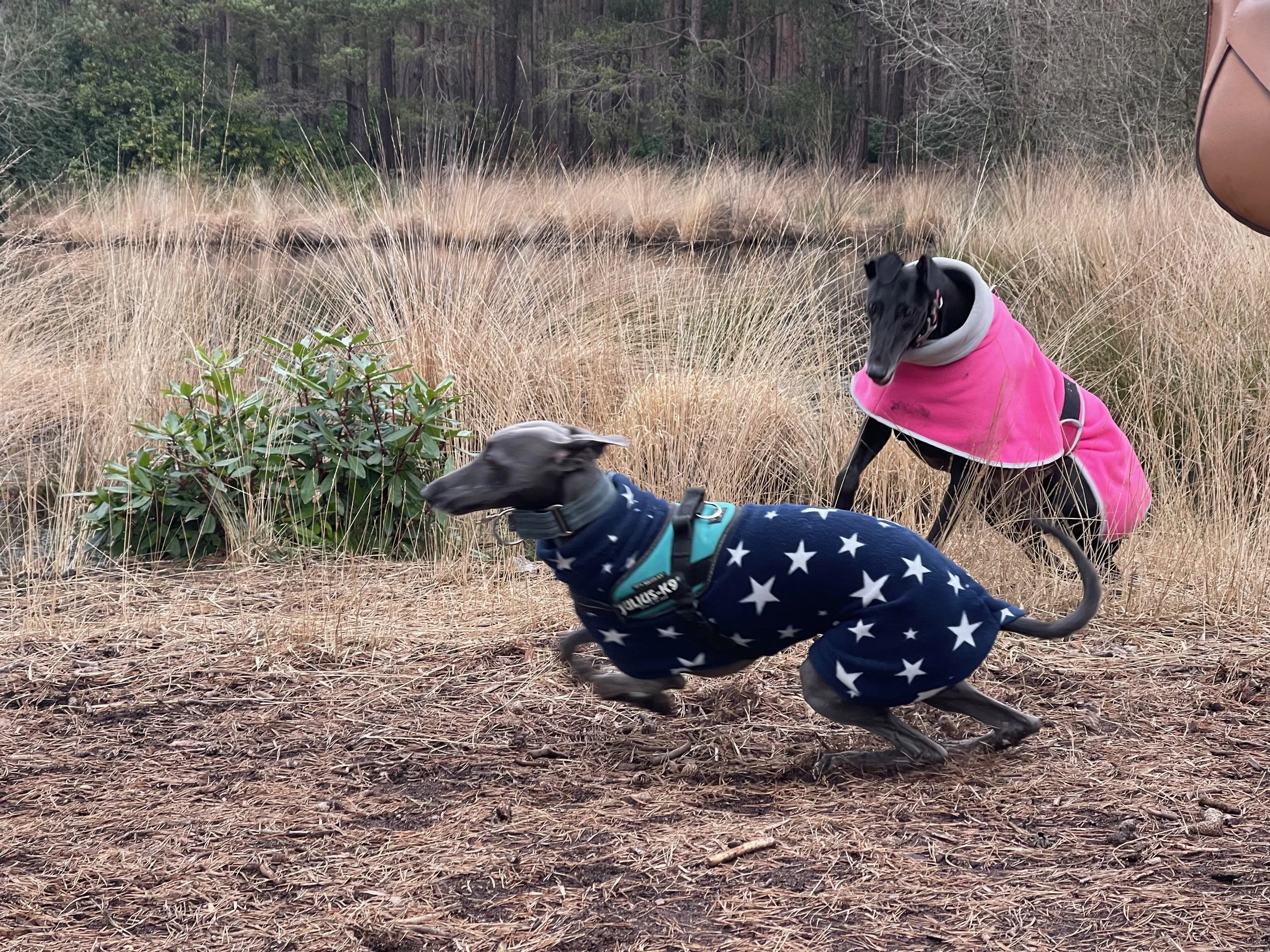 Ten reasons to adopt a greyhound (why ex-racing greyhounds make such good pets)