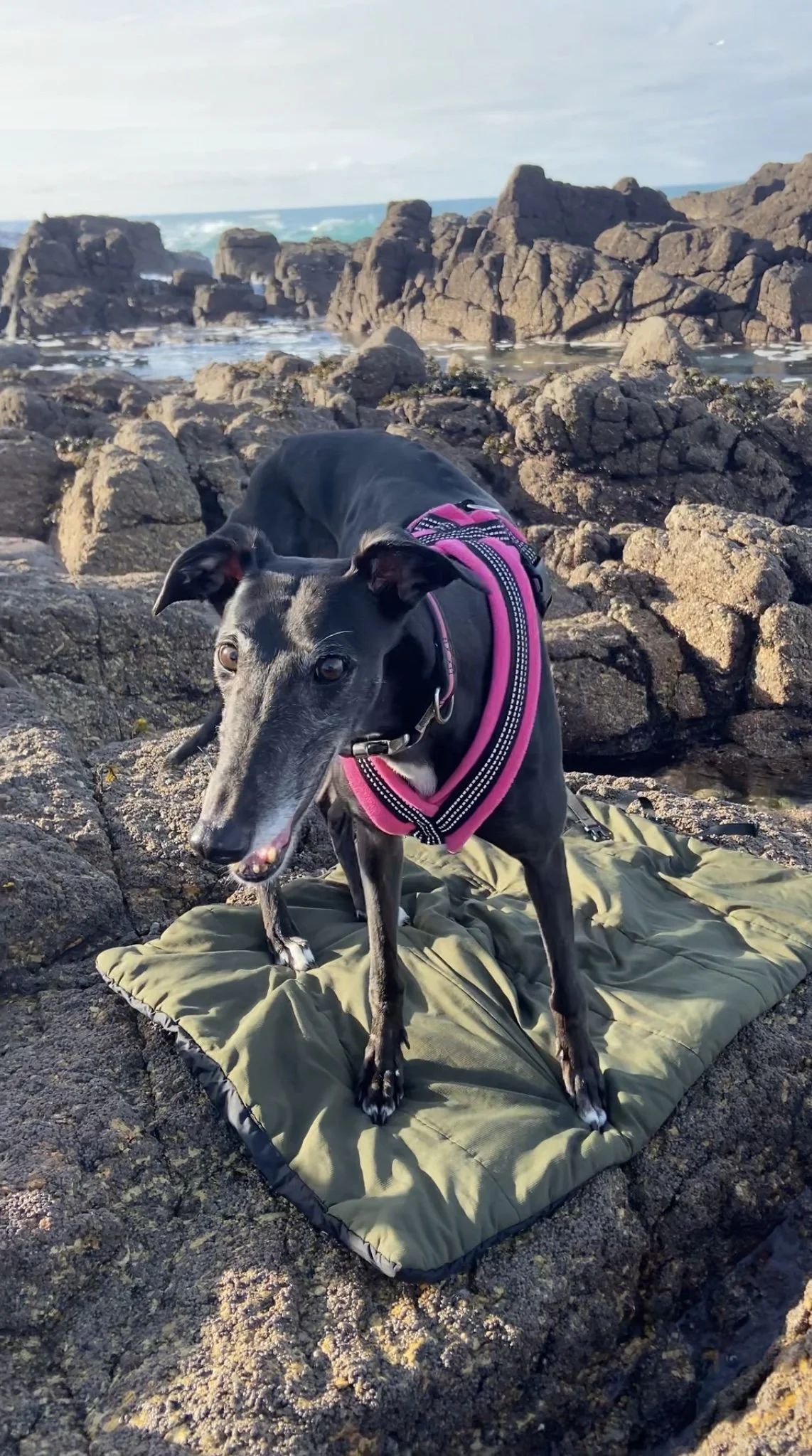 CosyDogs harness and OneTigris travel mat