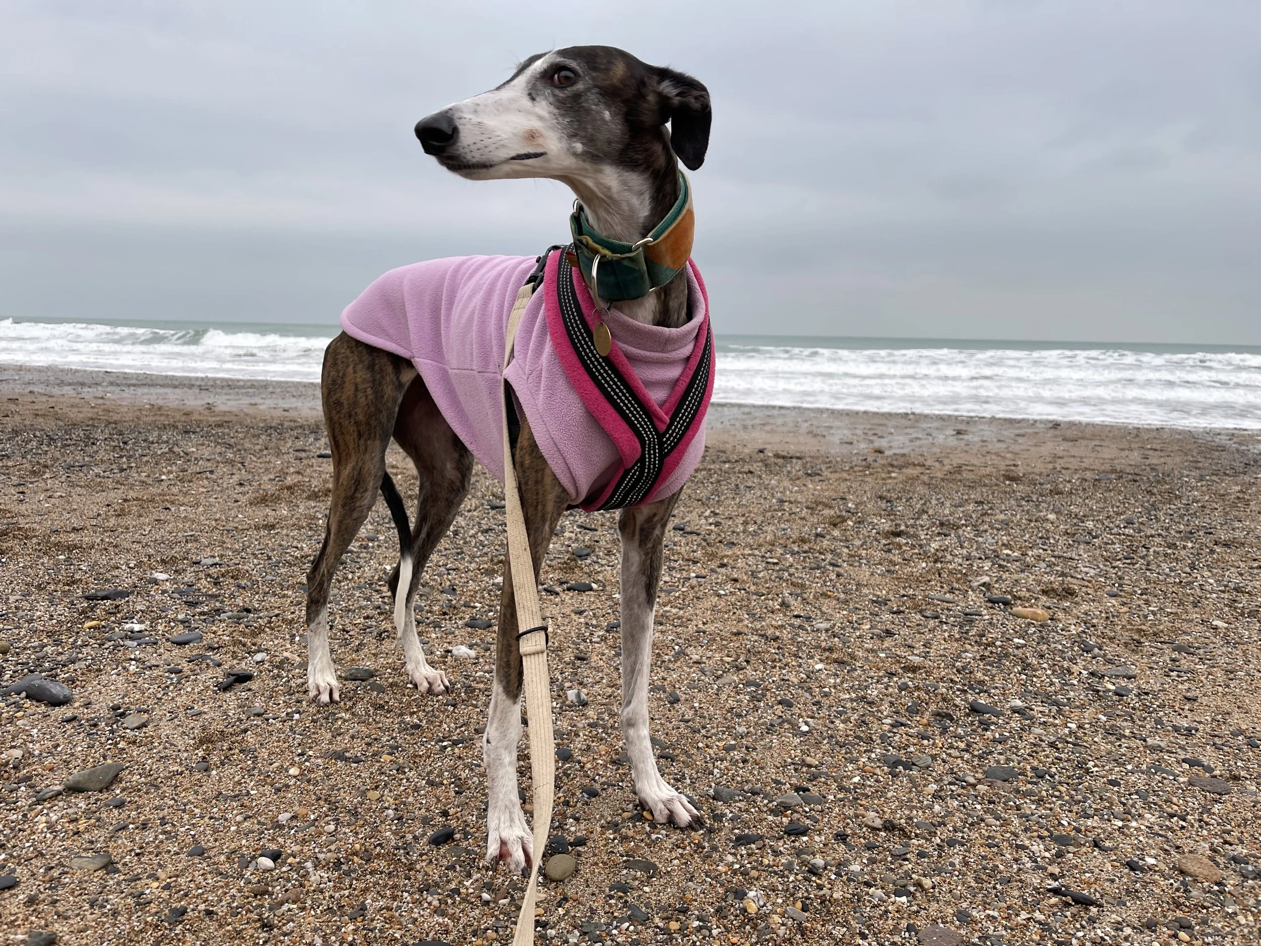 tuppy the galga wearing her equafleec jumper and cosy dogs harness on the beach
