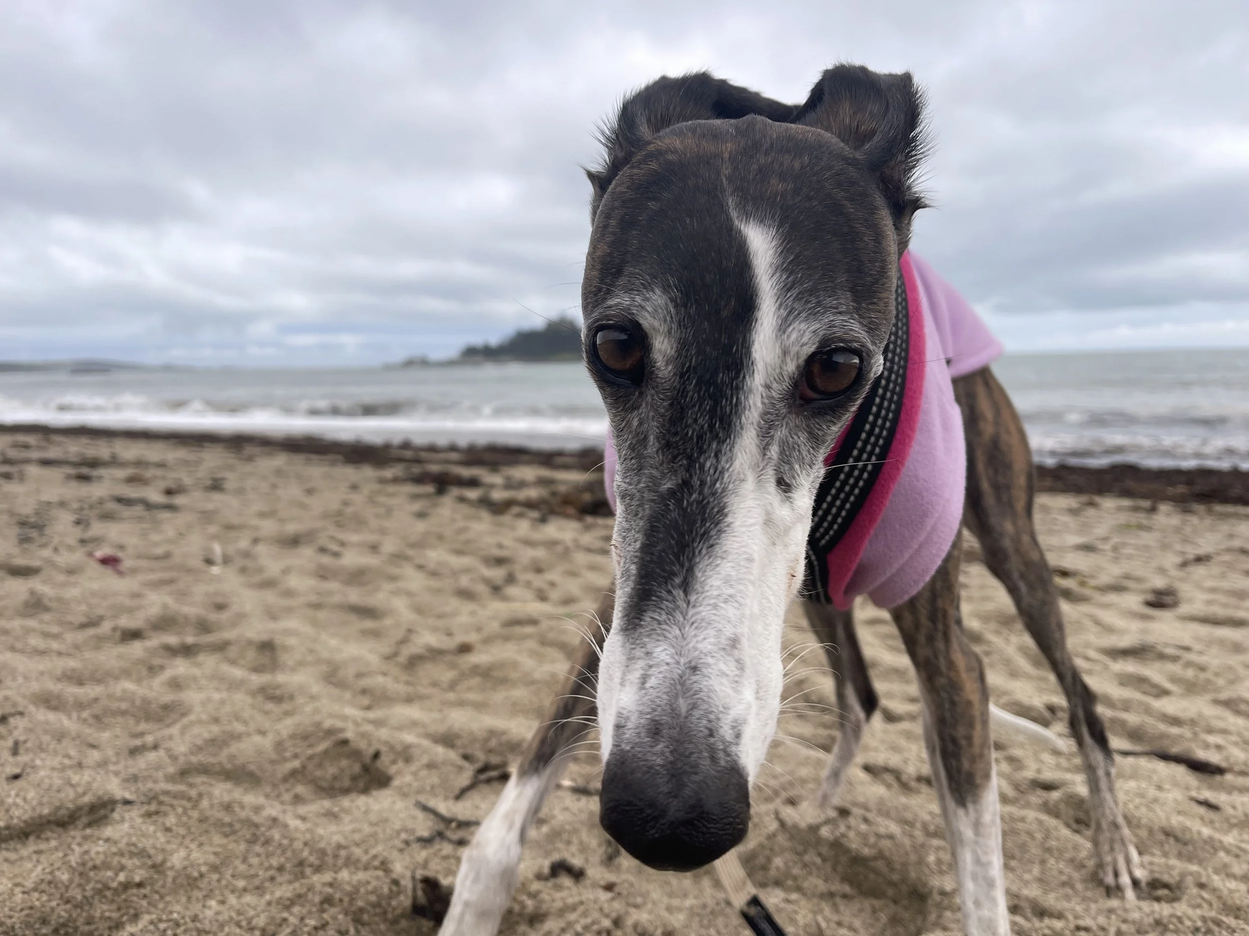 Equafleece jumper & CosyDog harness