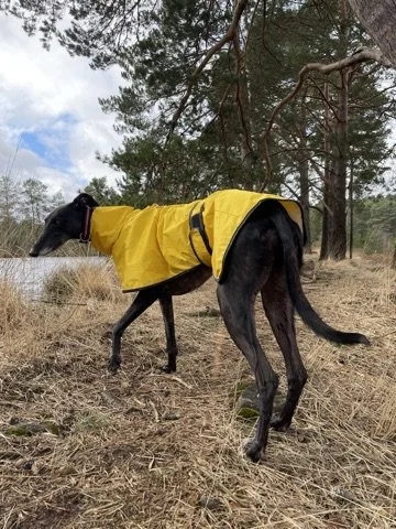 Yellow raincoat