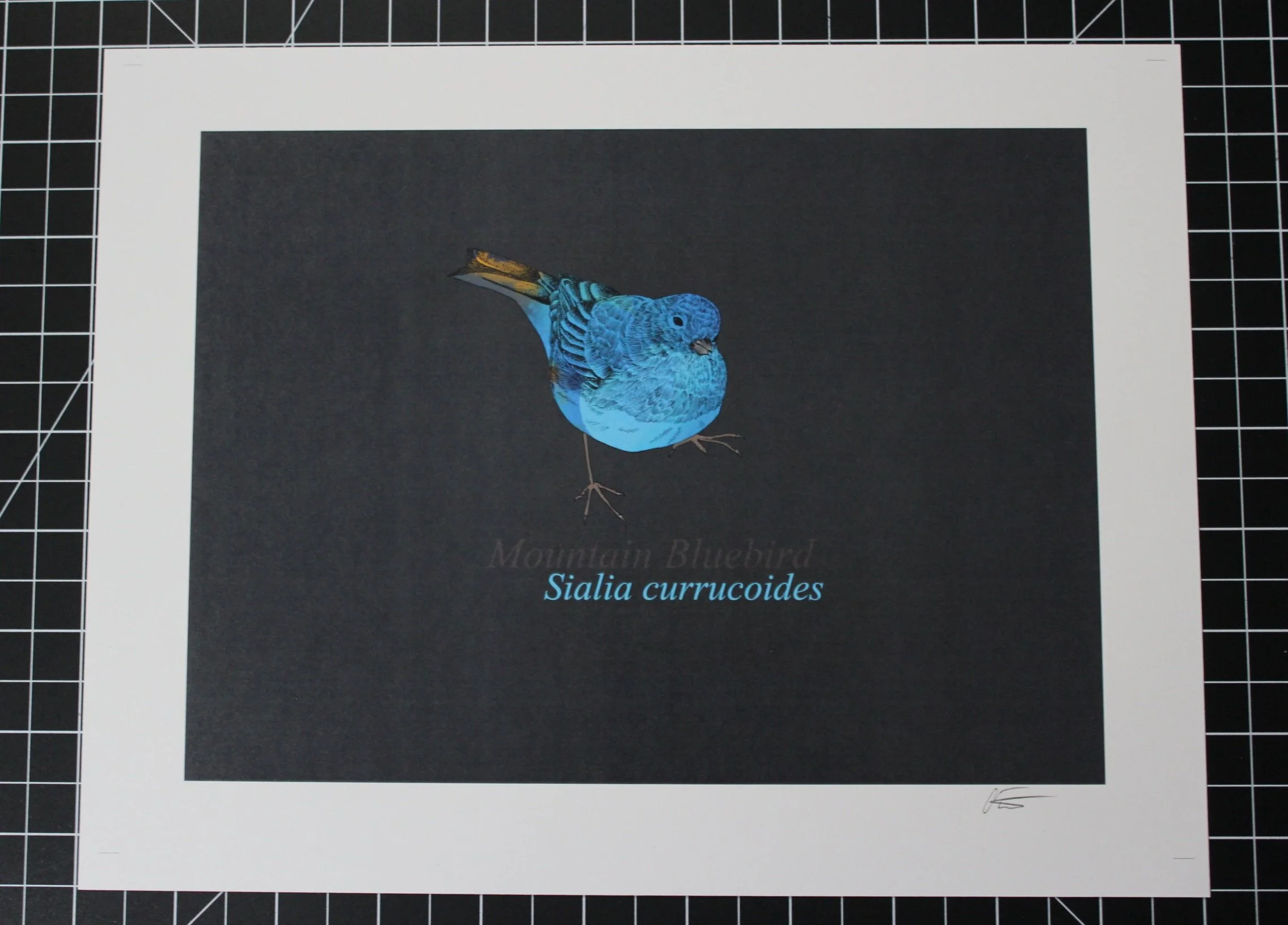 Mountain Bluebird Print