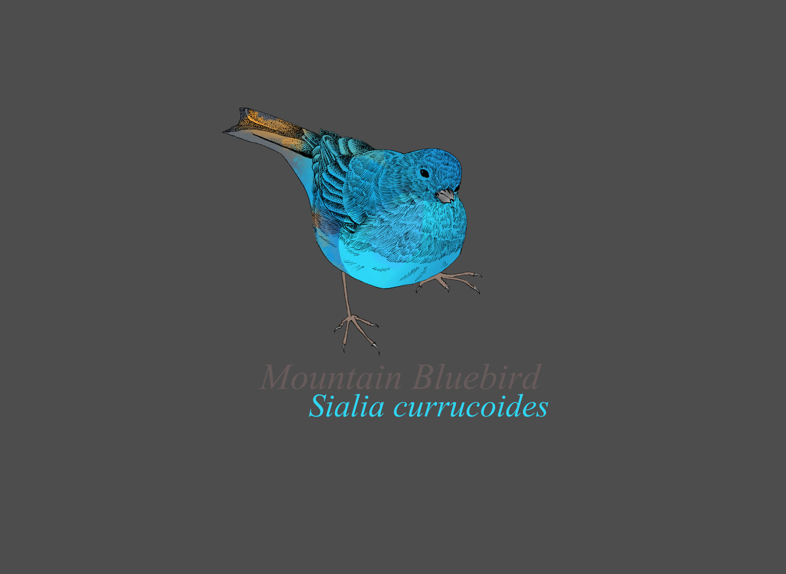 mountainbluebird (1).png