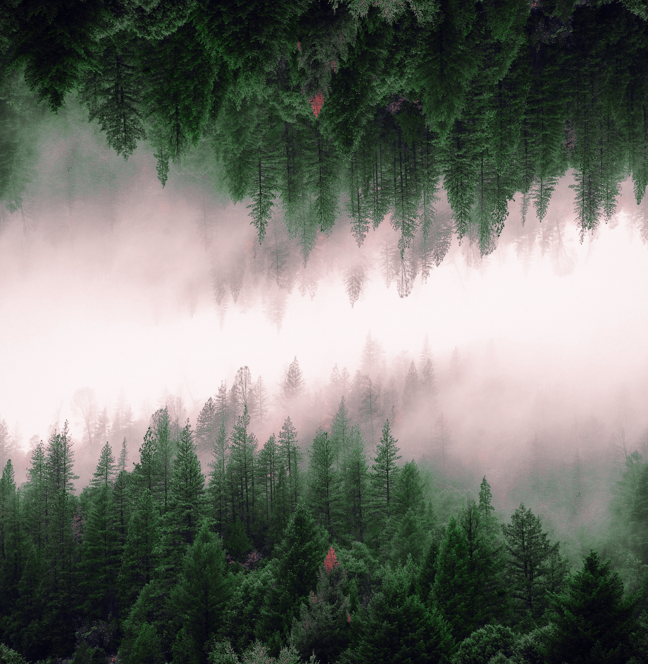 nature-forest-trees-fog.jpg
