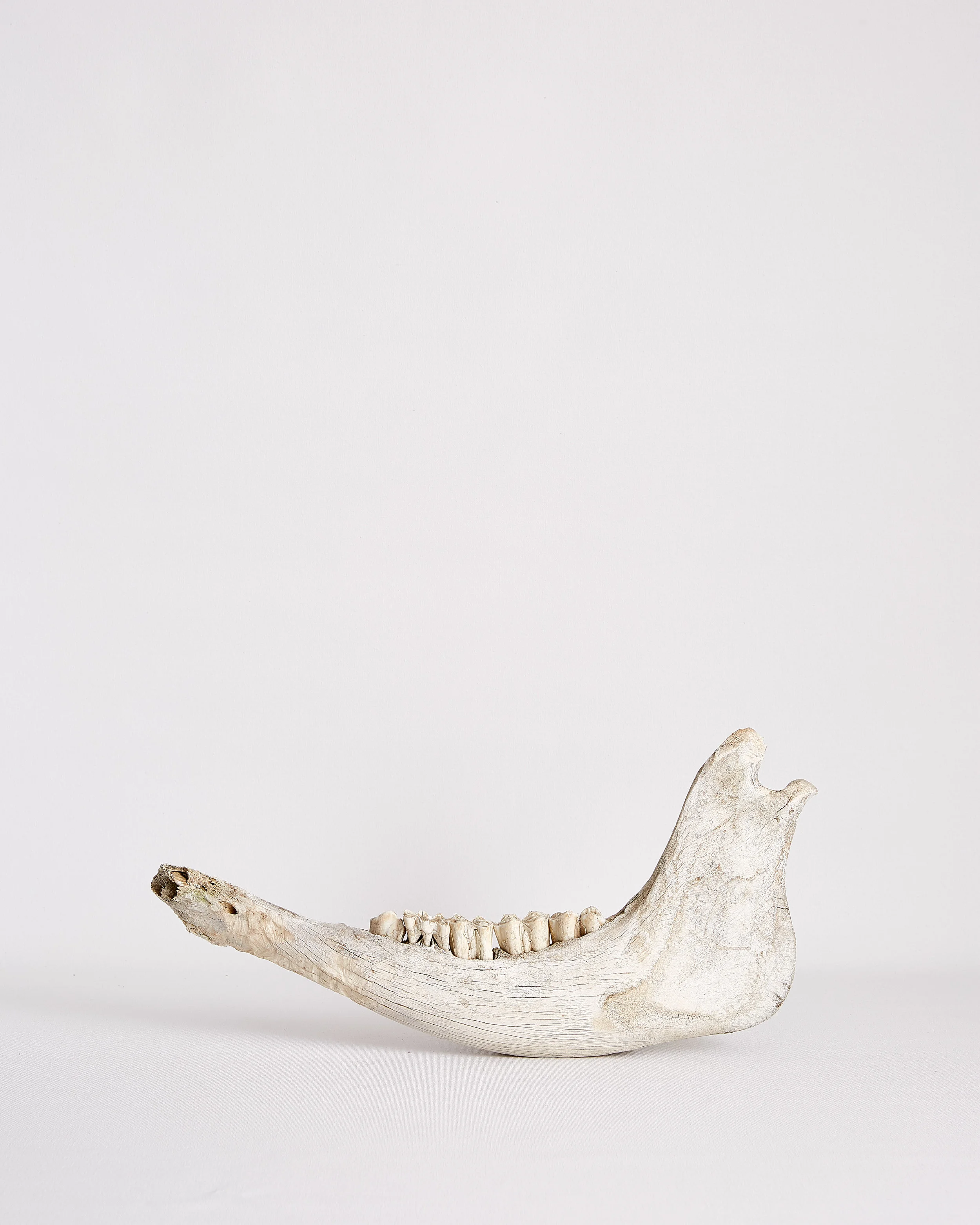 Jaw_Bone_Antique 1.jpg