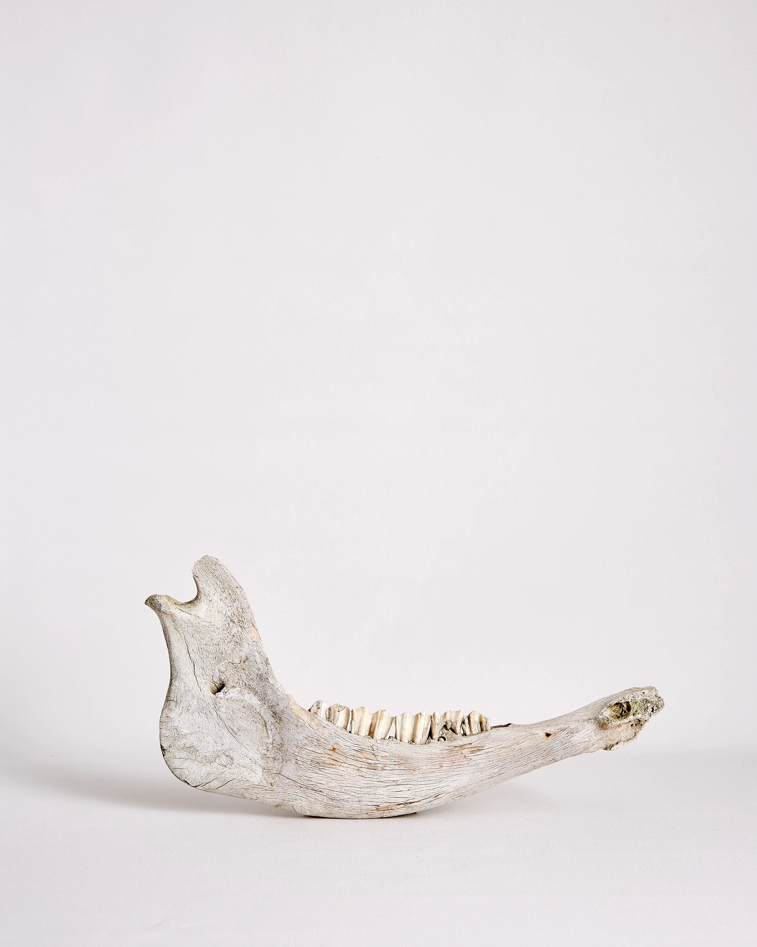 Jaw_Bone_Antique.jpg
