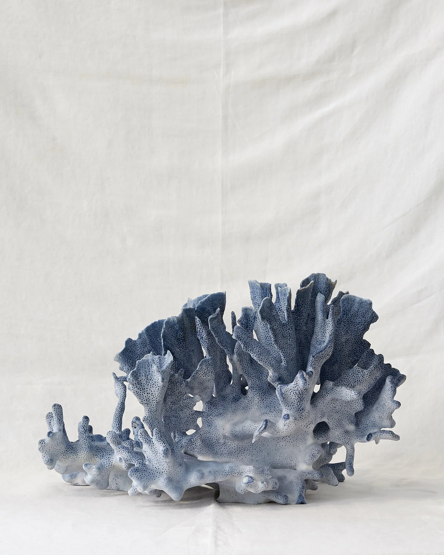 Blue Coral 1.jpg