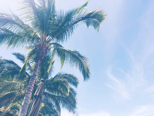 What type of tree fits in your hand? A palm tree. (I can't help myself with these puns guys I'm sorry!)