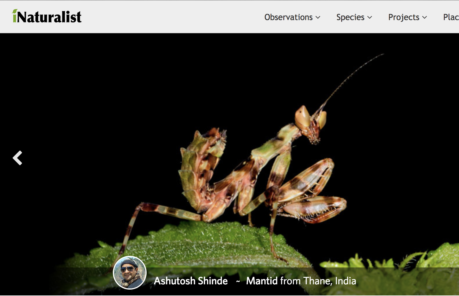 iNaturalist and Citizen Science