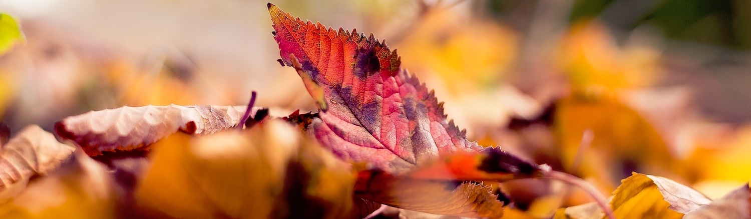 UNIVI kurs Lofoten.jpeg