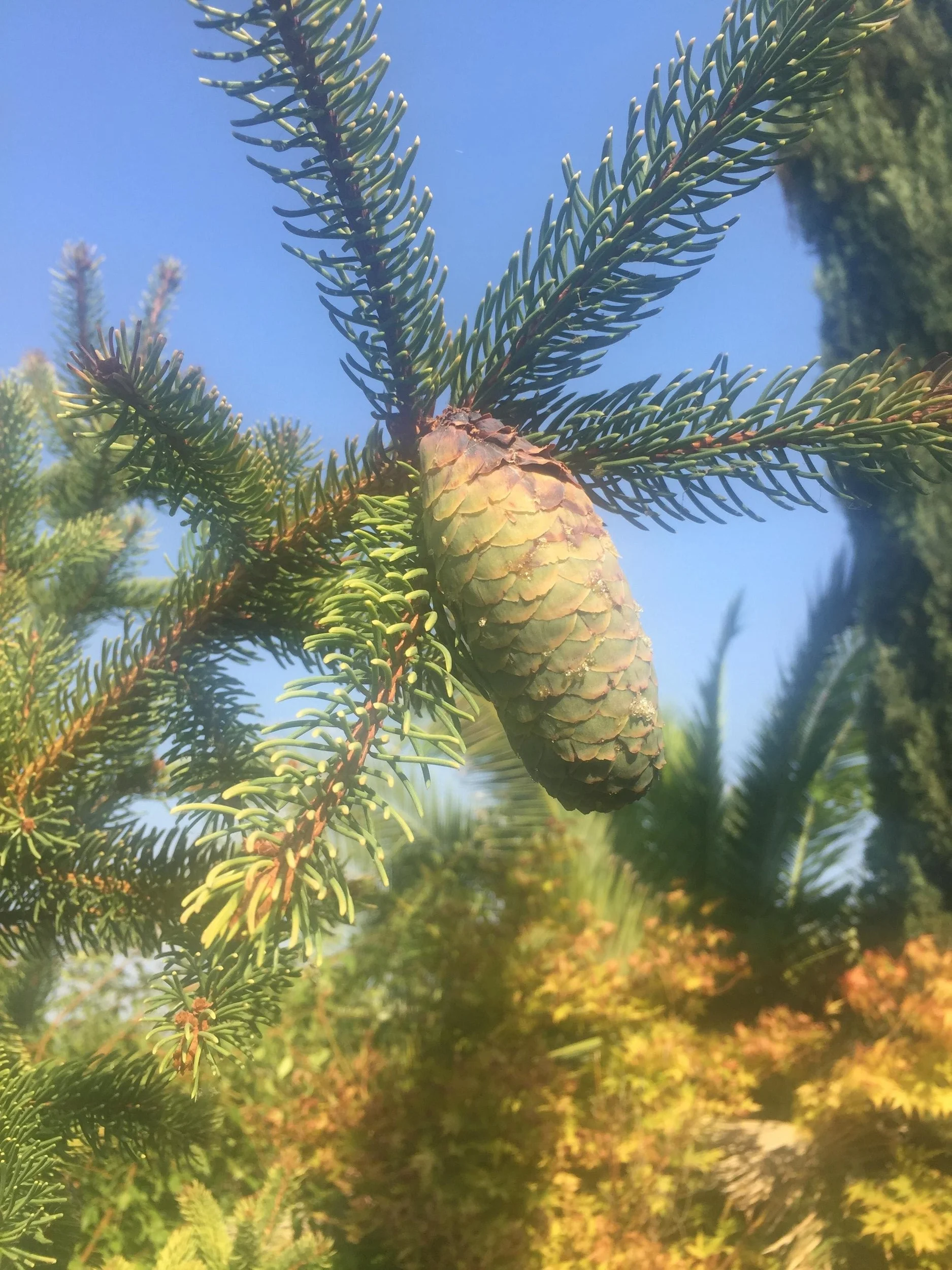 Gratus_Vineyards_Cones.jpg