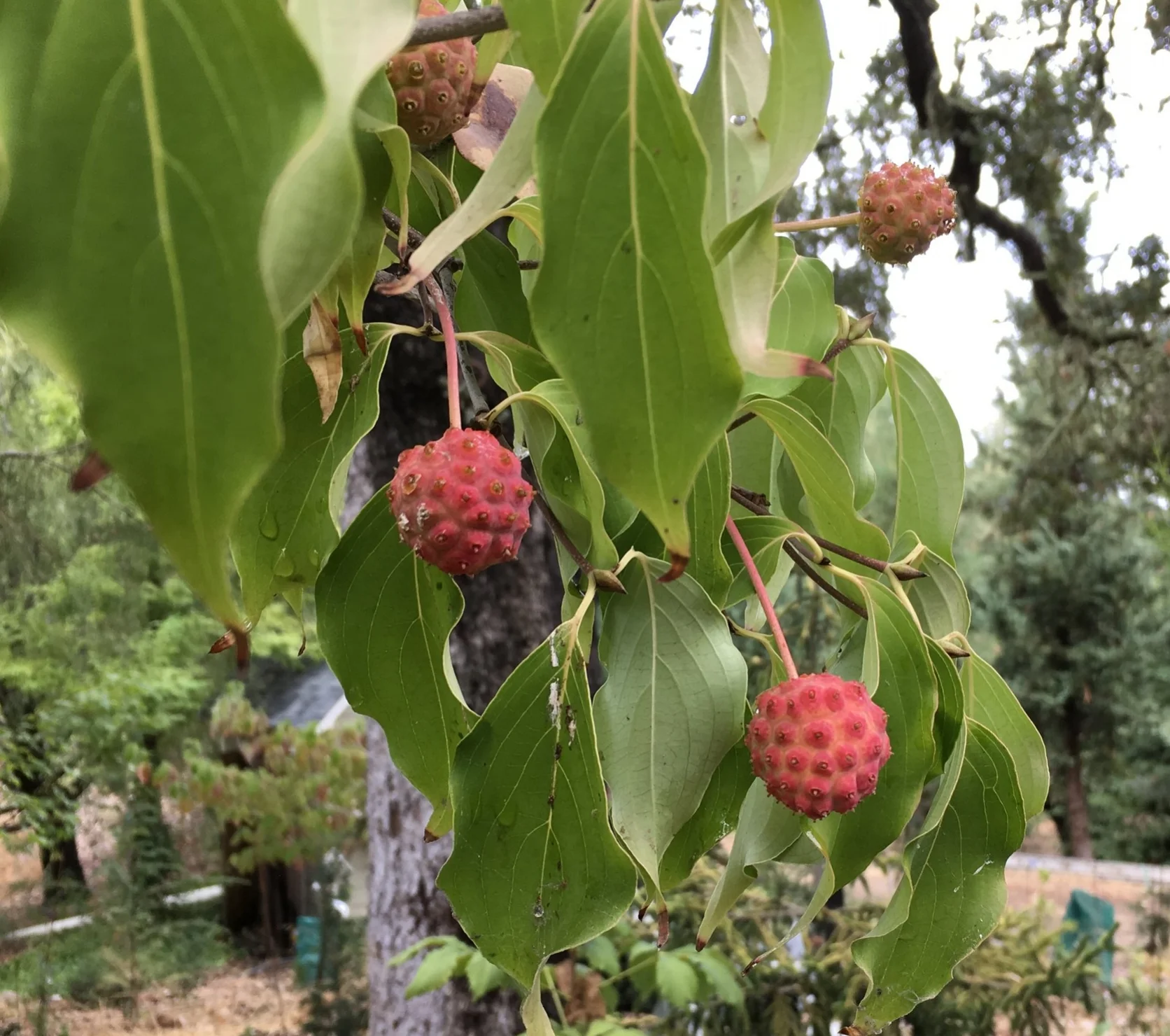 Cornus kousa.jpg