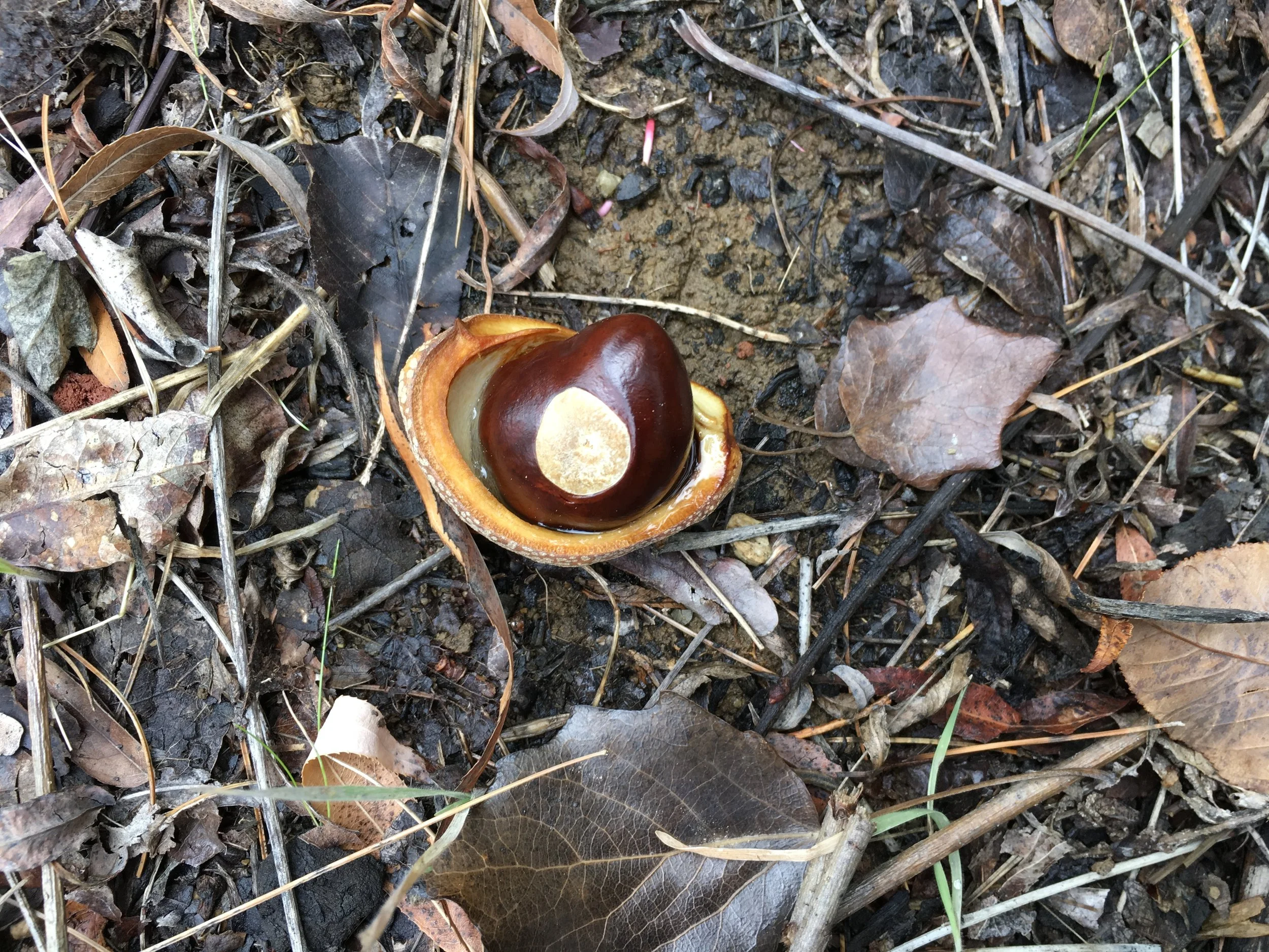 Buckeye.jpg
