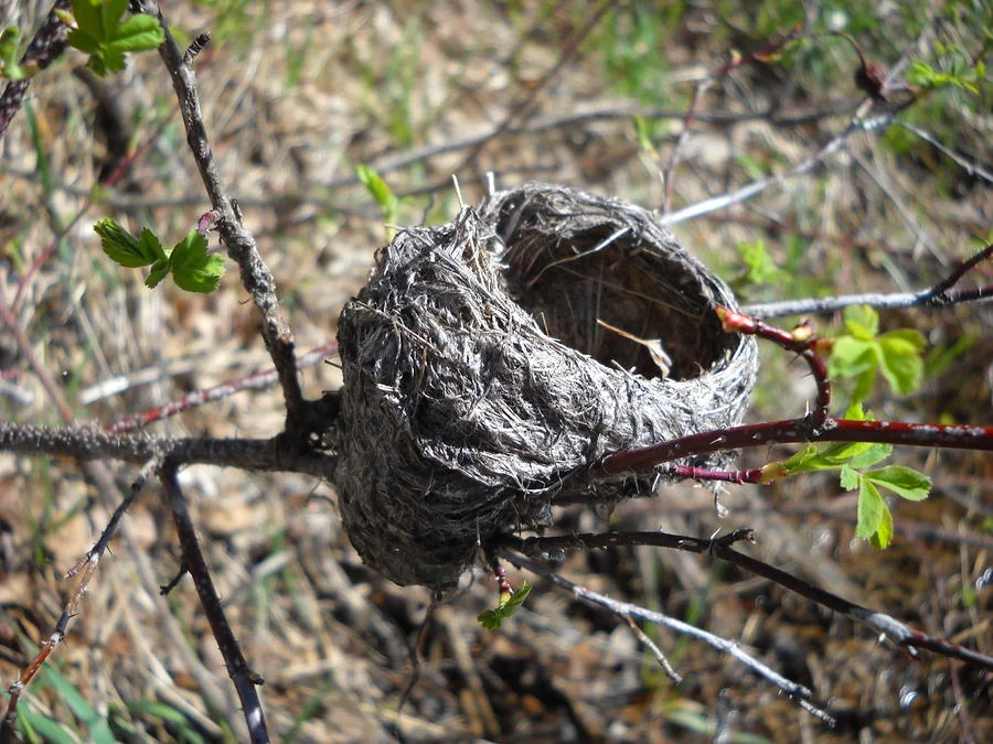 bird nest