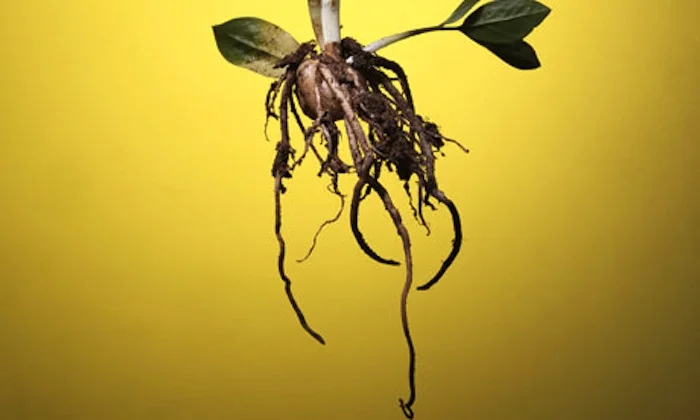 mbb-roots.jpg