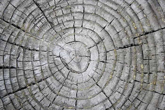 tree-ring.jpg