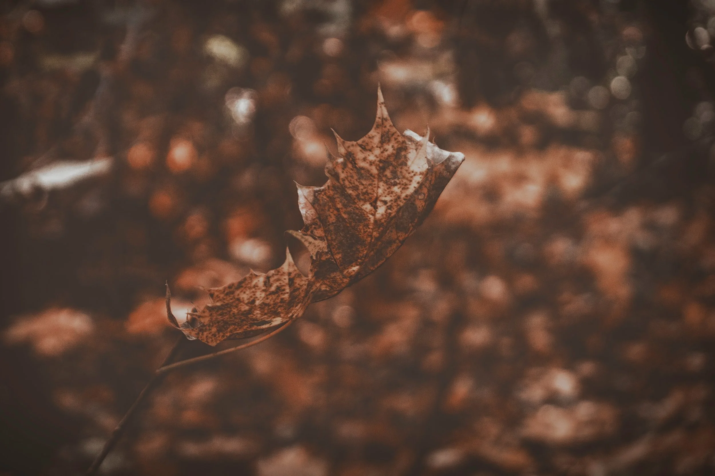 leaf