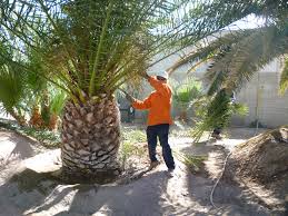 Tree Trimming