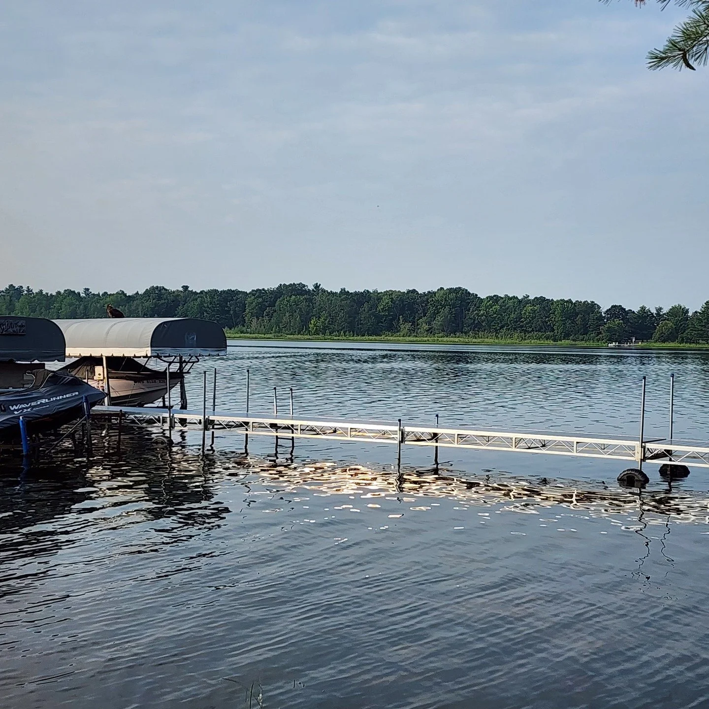 3 Juvenile Eagles on North End of HML - August 2025 - Pics courtesy of Amy Mrzyn