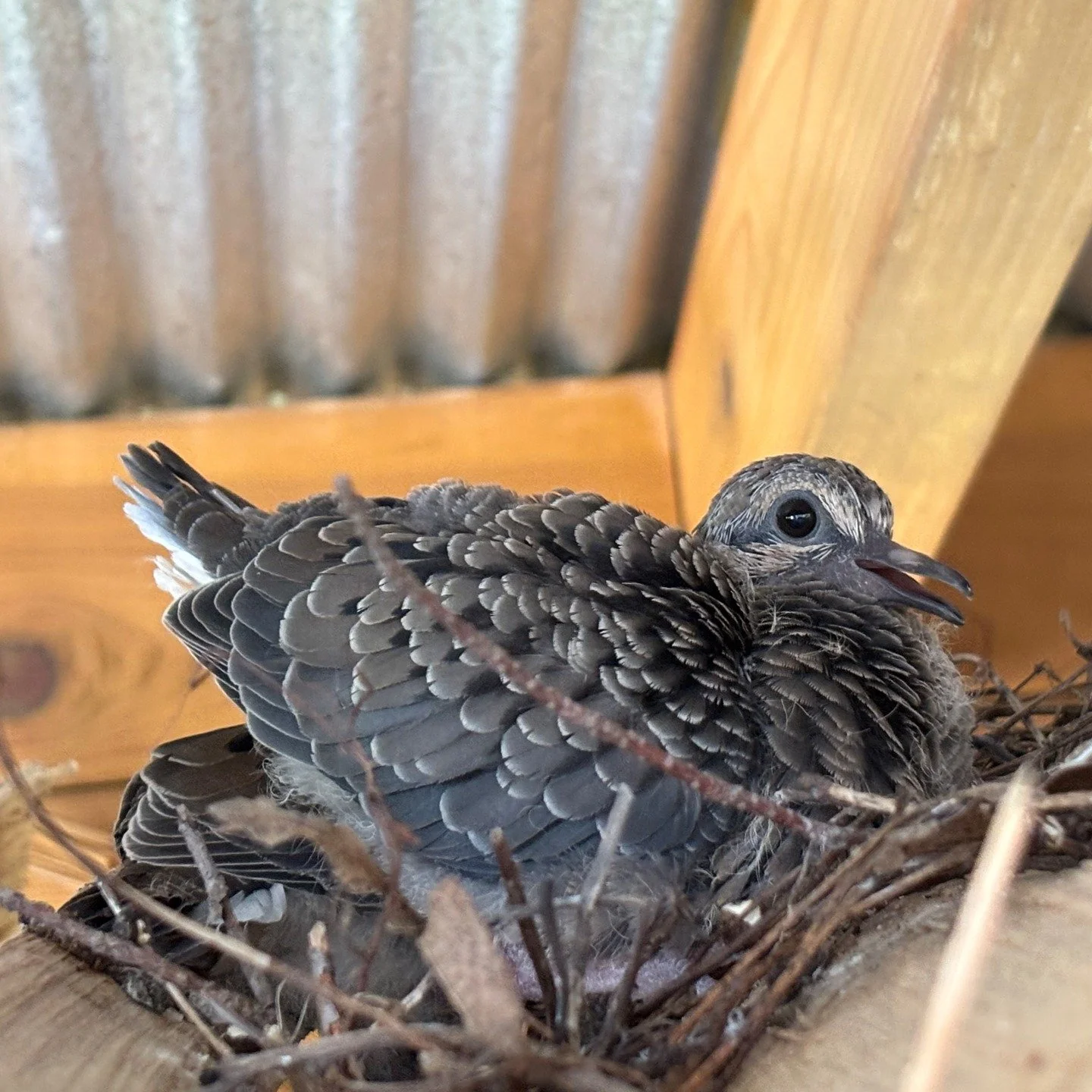 Mourning Dove sitting on her eggs in a shed - June 2025 - Pics courtesy of Lucy Brown
