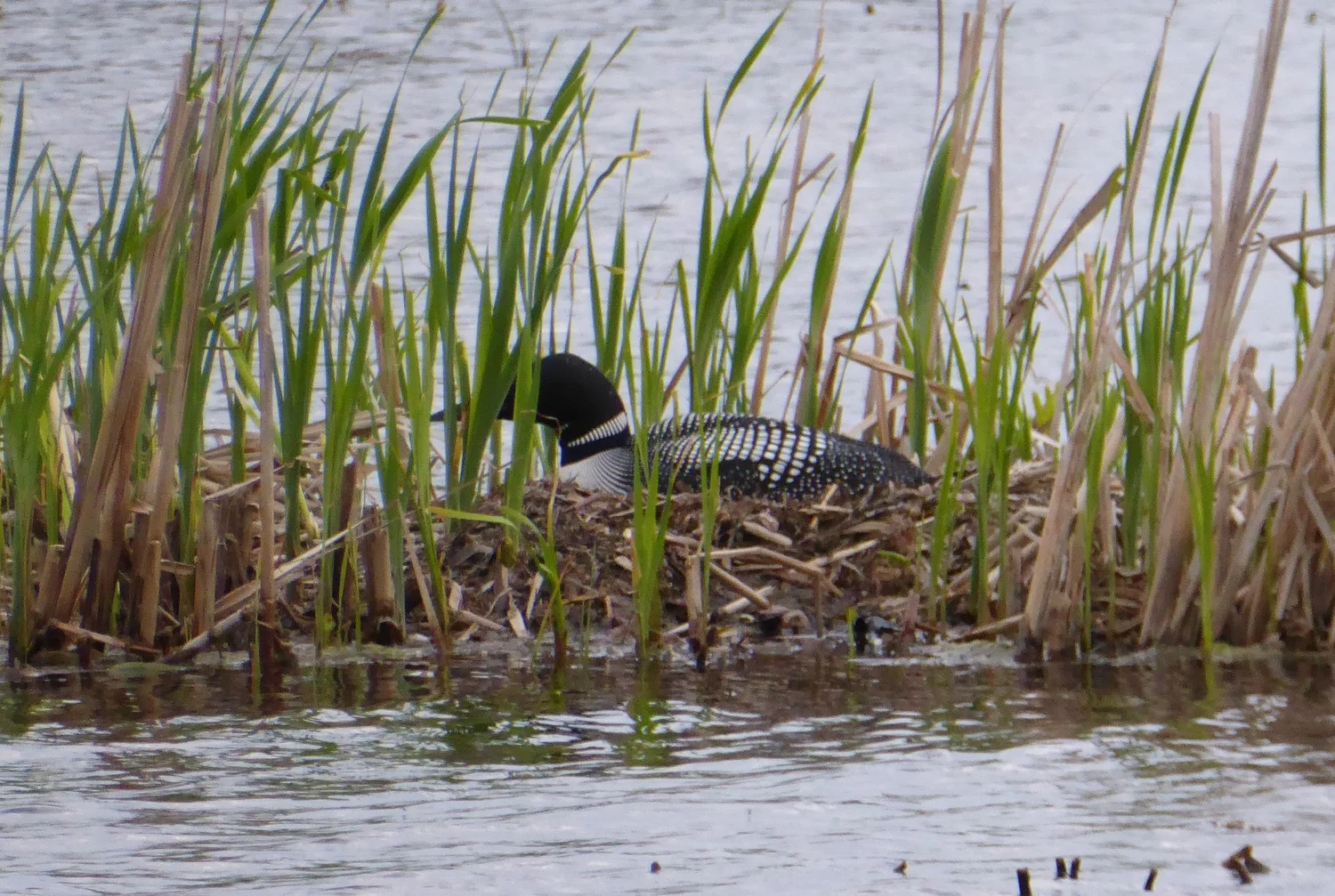 LL - Loon Report - Summer 2025 — Half Moon Lake