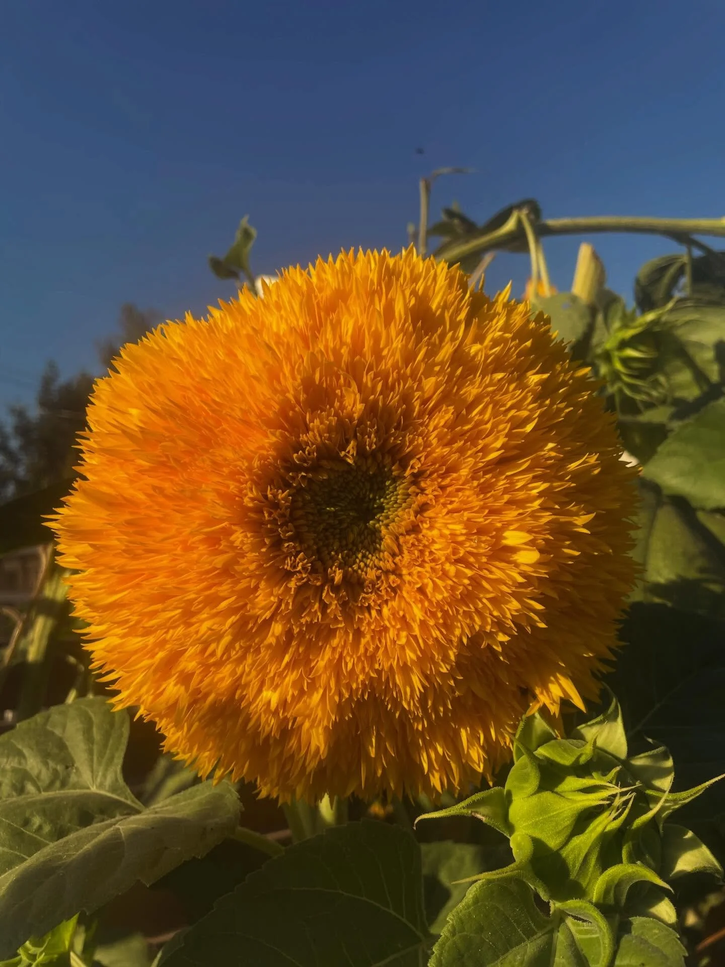 Just some sunshine for your feed ✨✨✨✨ wishing you a happy day friends!