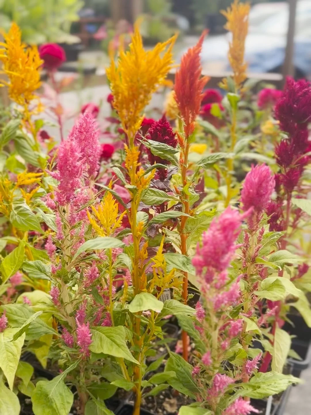 Market days are near! Everyone is busy as a bee soaking up the sunlight and preparing for the market season approaching! Looking forward to the days of warmth and gathering!

-Opening day is May 3rd at Scobert Gardens Park

-Applications are open and