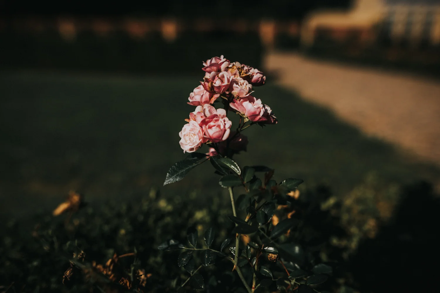 DSC_1032.jpg