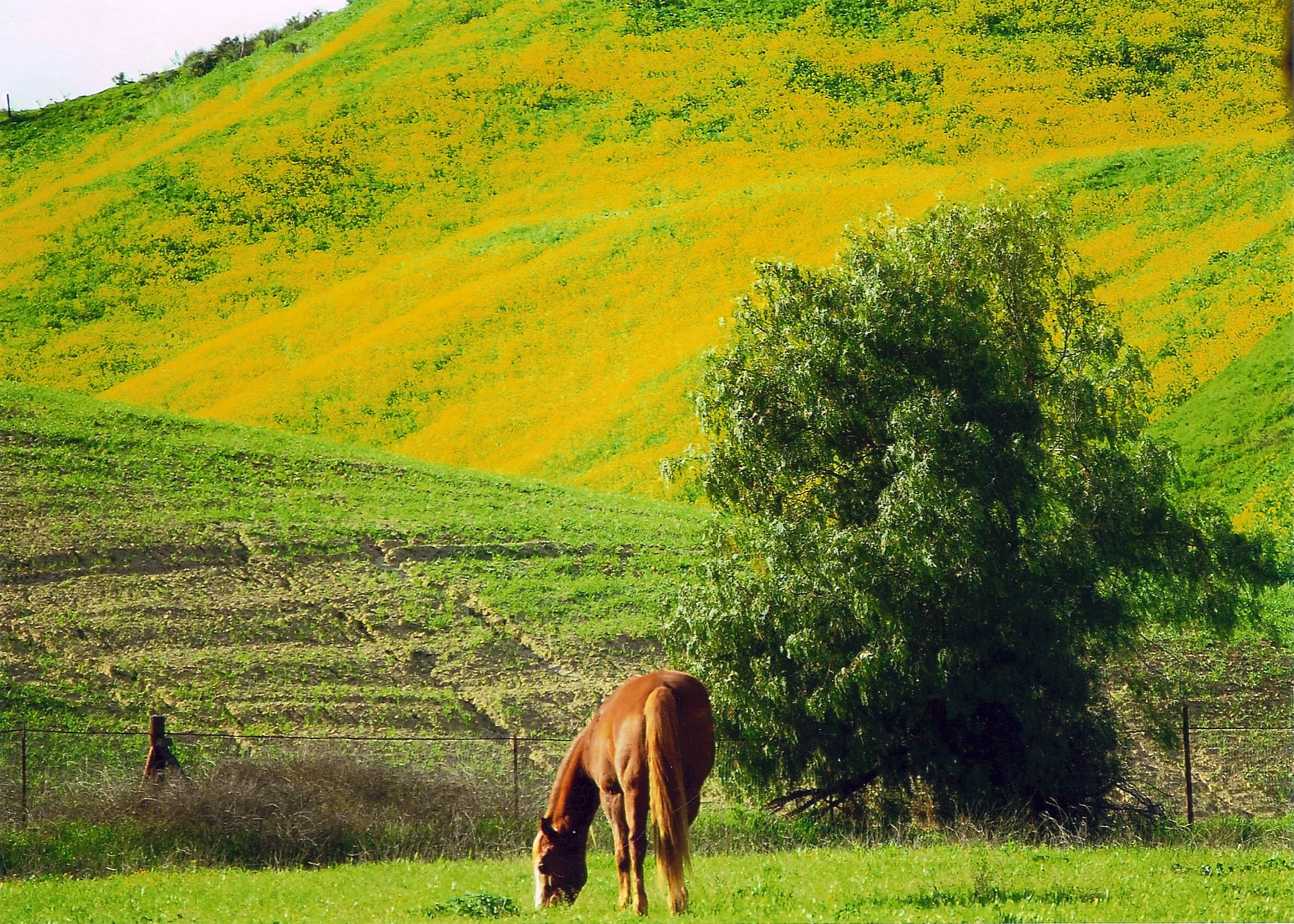 springmustard.jpg