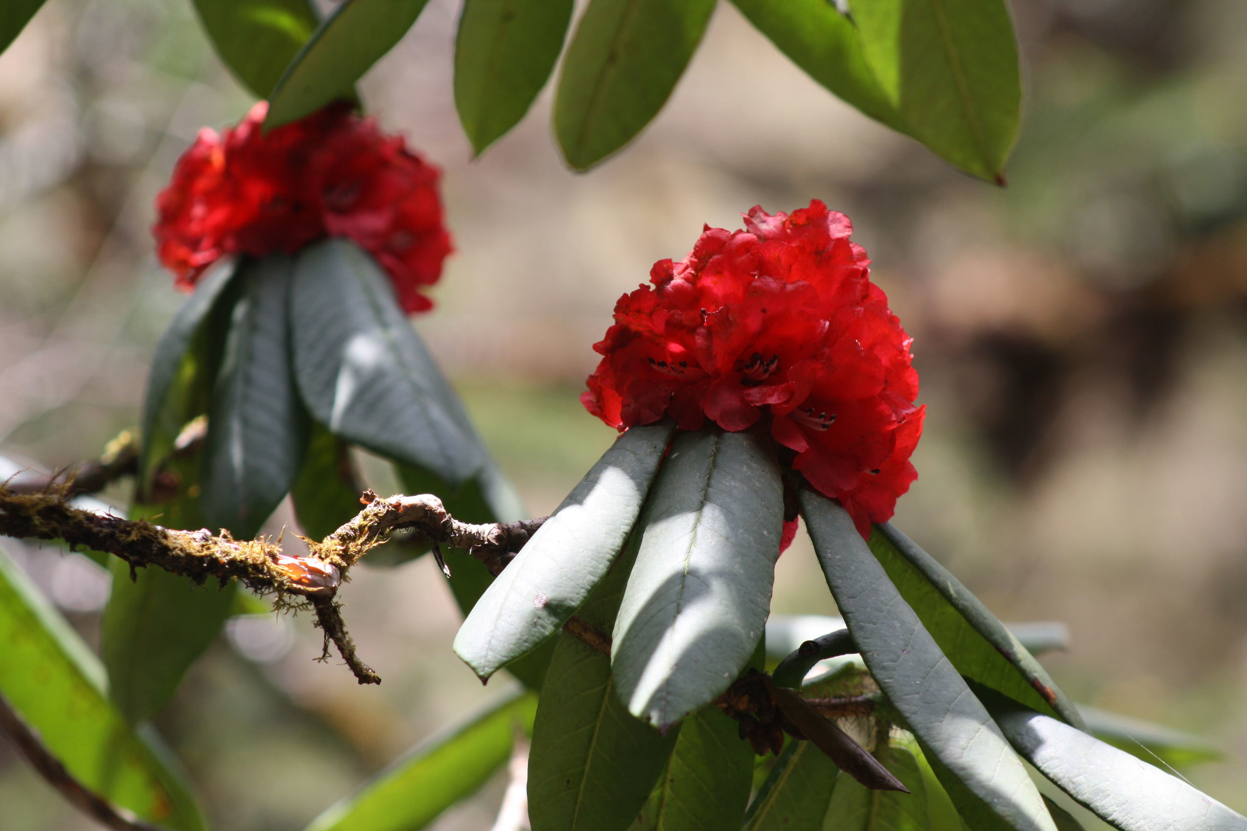 When's the Best Time to Visit Nepal?