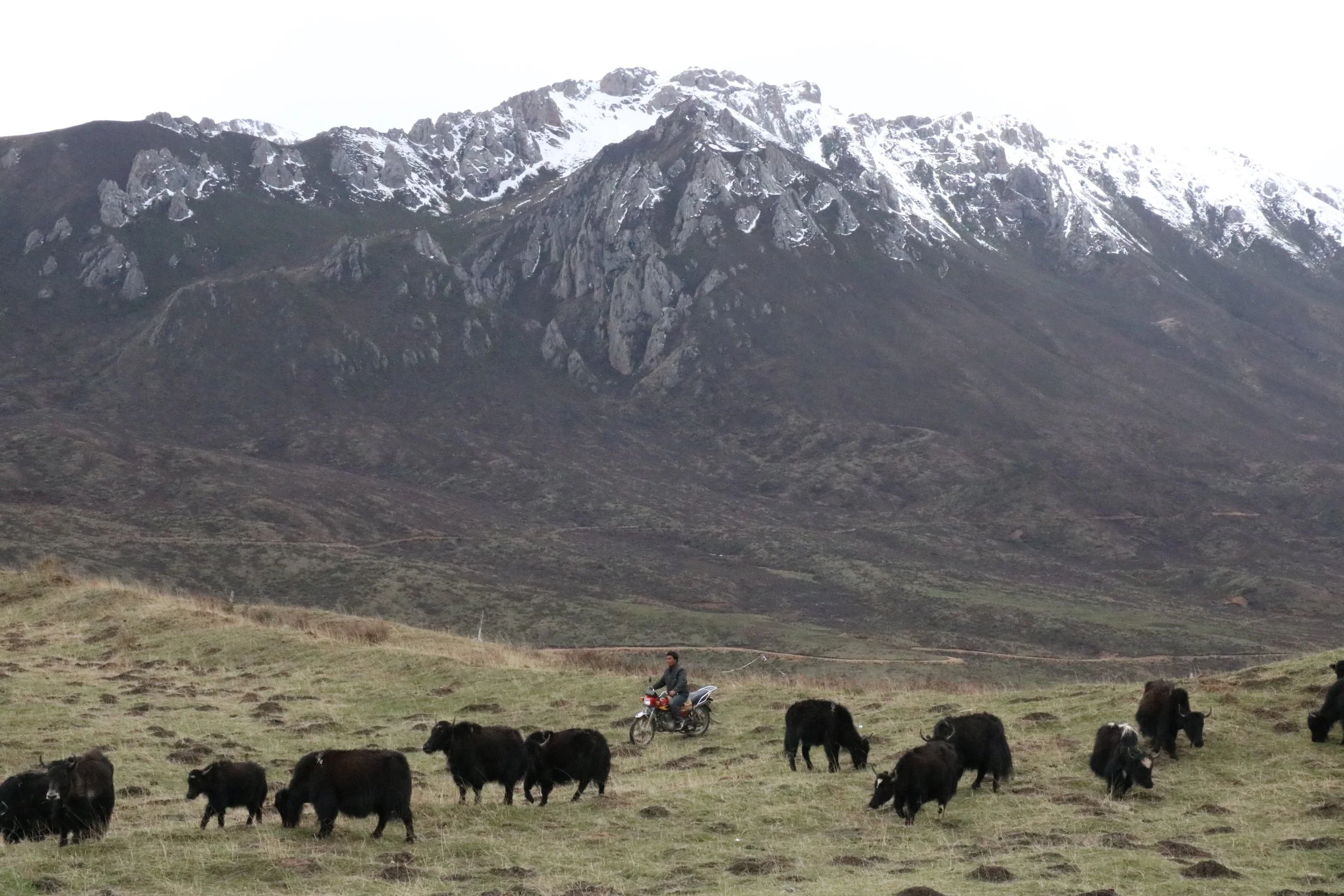 Yaks behind the monastery.