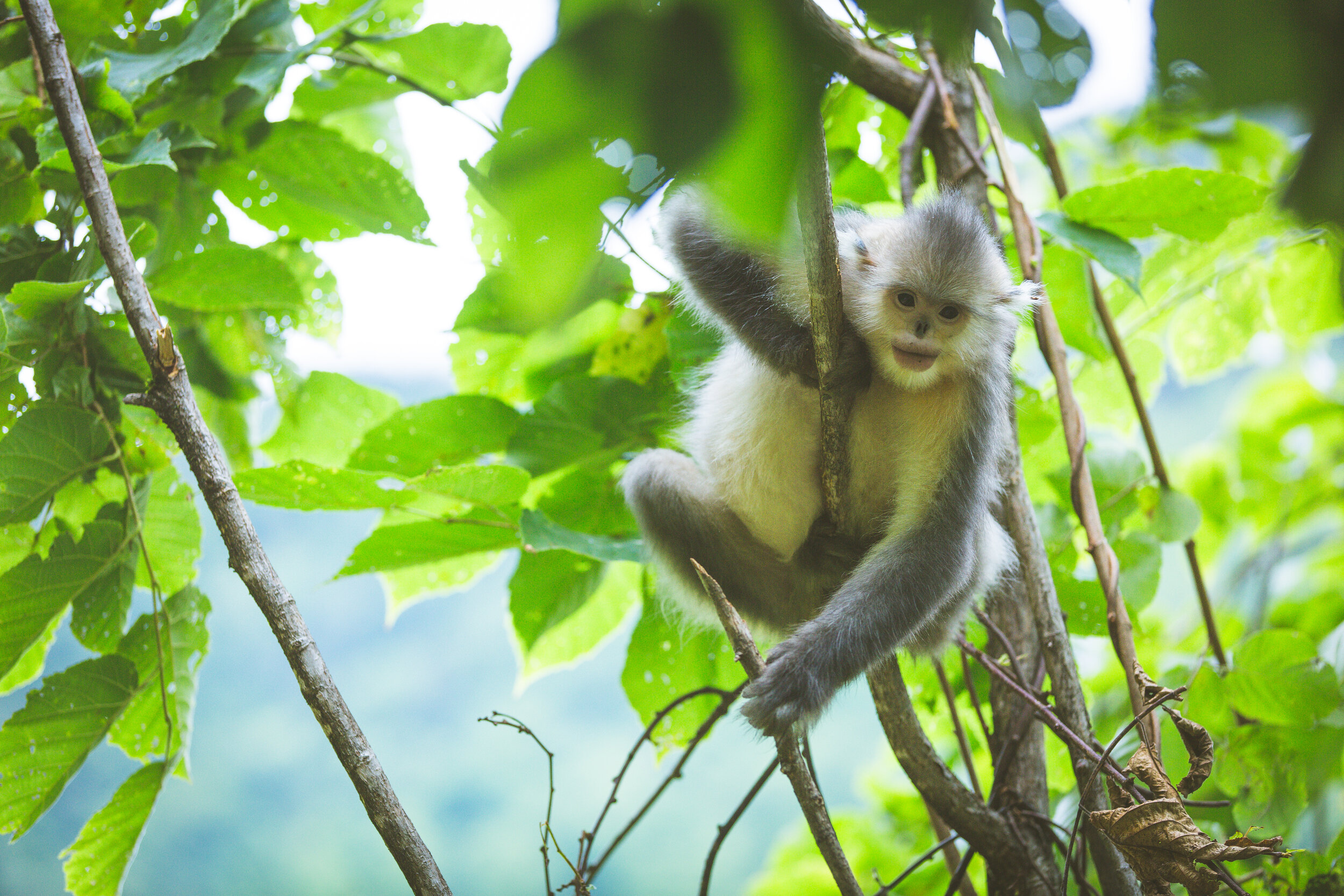 Black Snub-Nosed Monkey National Park, Tacheng (Yunnan).jpg