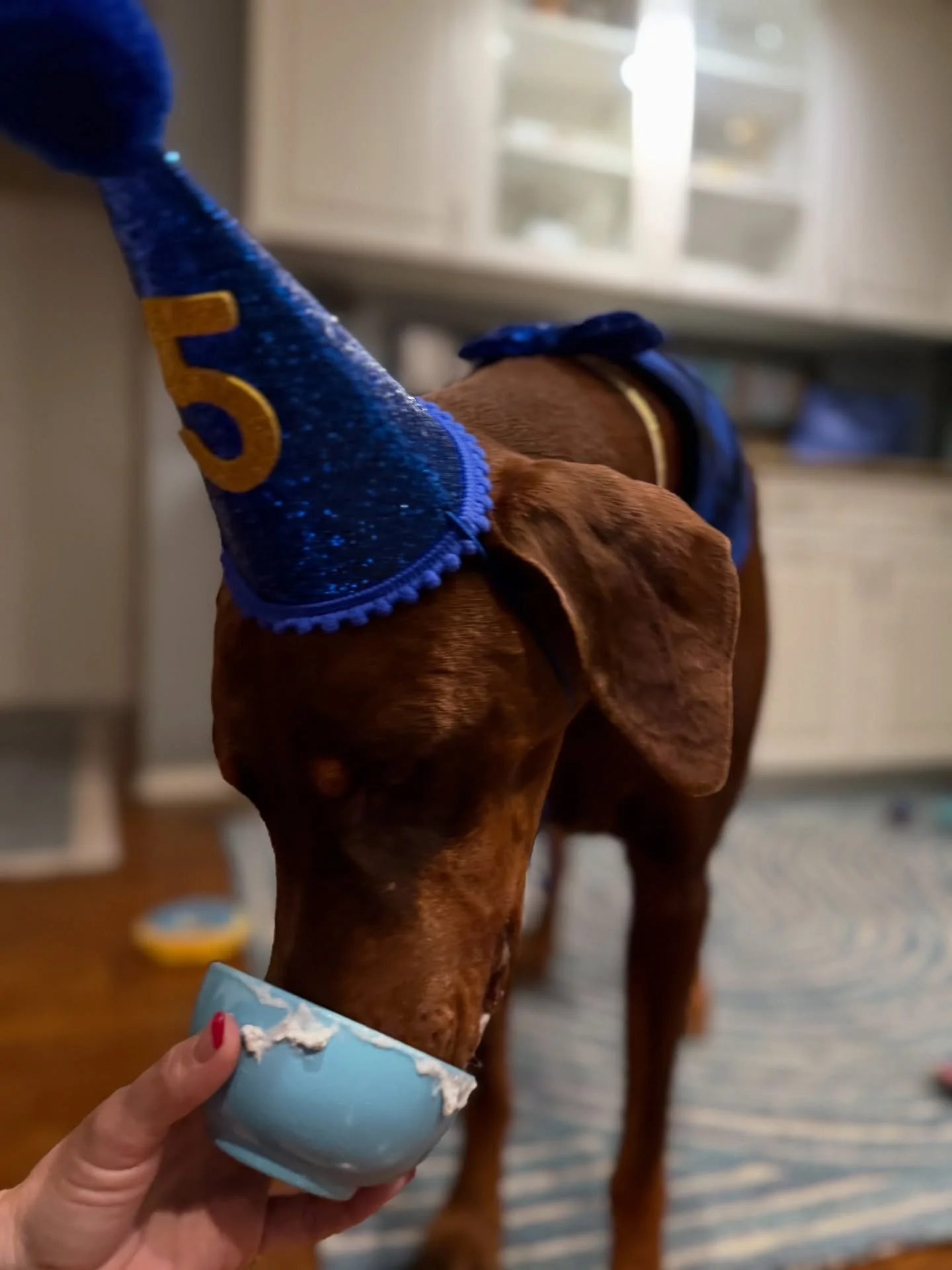 💛The LIGHT OF MY LIFE turned 5 years old today 🐶🦴🐾🥺💙💙💙

🎉🎁HAPPY BIRTHDAY BLUE💙 

🇺🇸💙I LOVE YOU ALWAYS💙🇺🇸