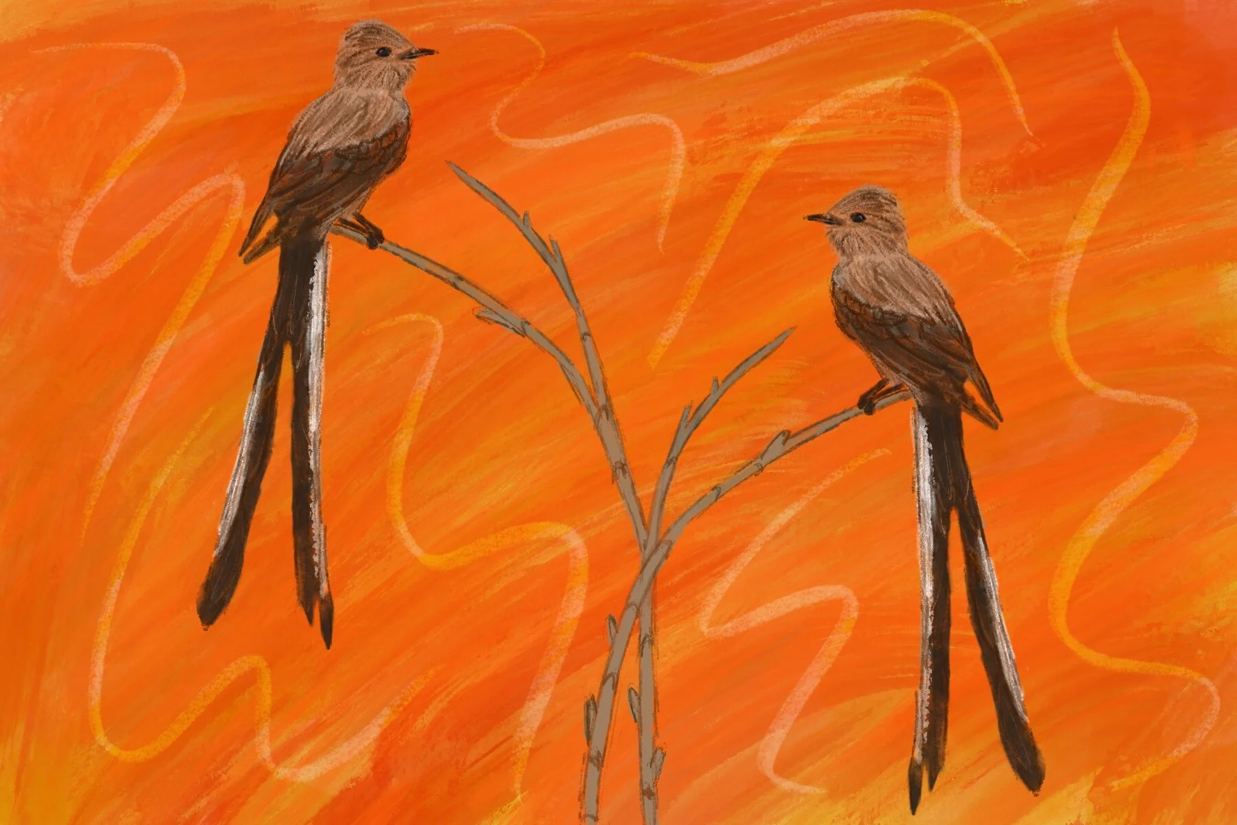 Scissor Tail Birds
