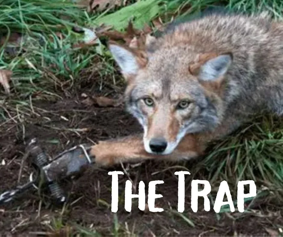 The Trap