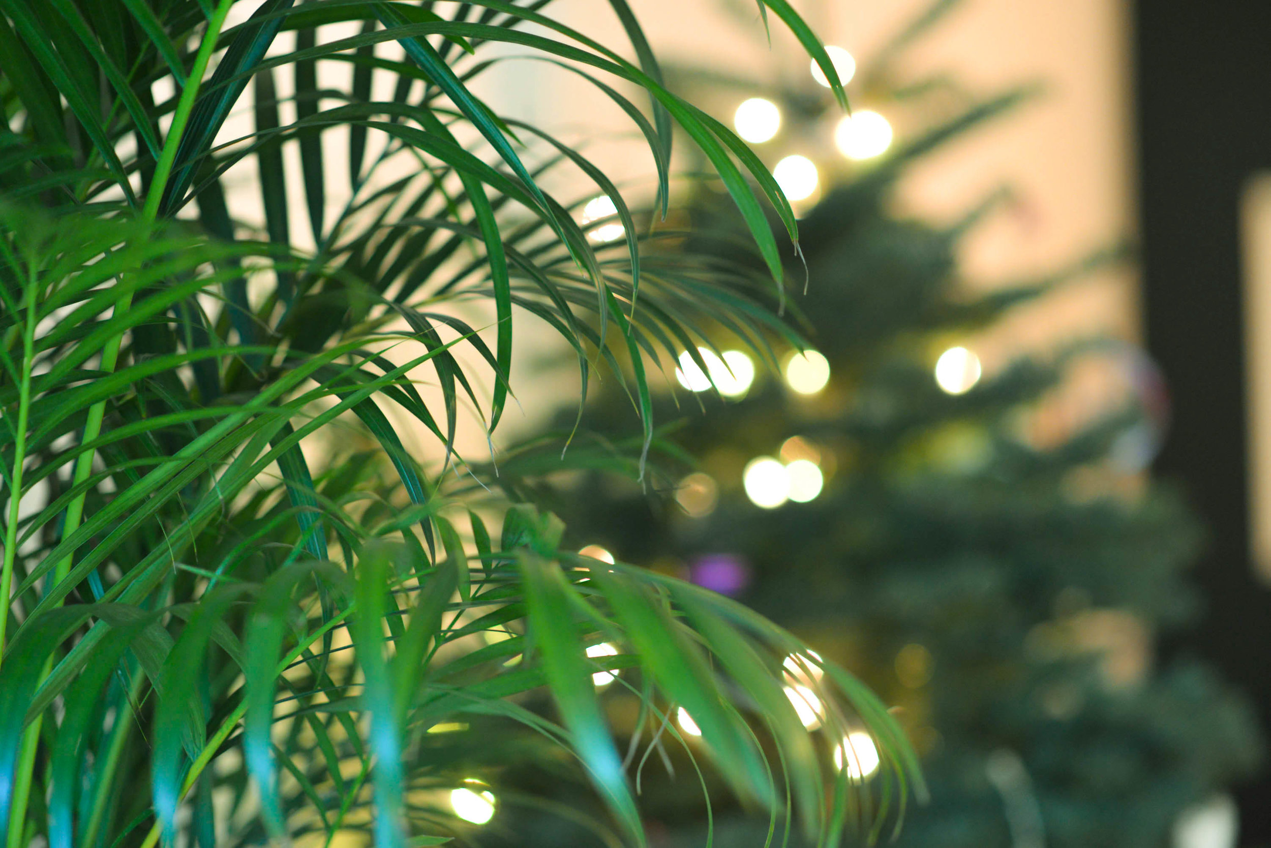 Our palm and pine make a beautiful duo in our California Christmas.