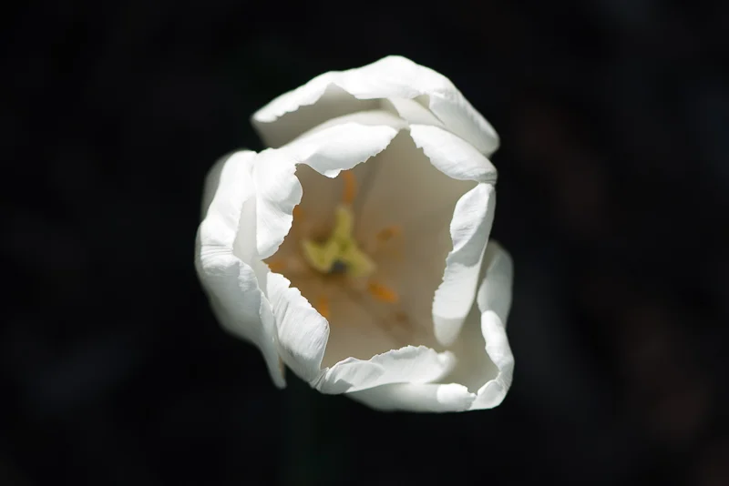 115/366