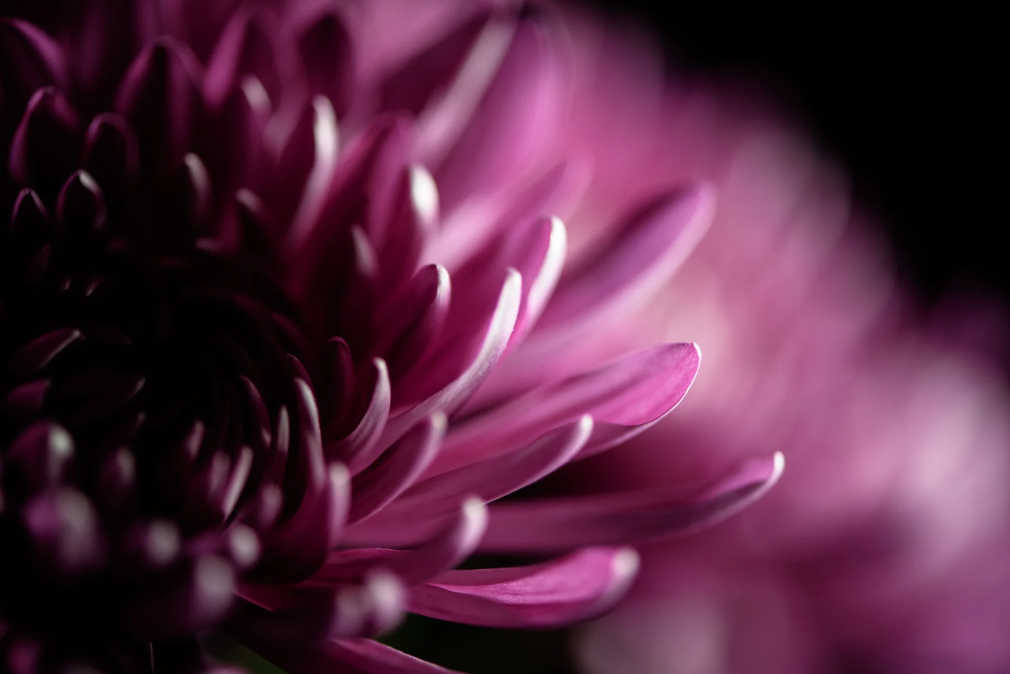 icelightflowers-2