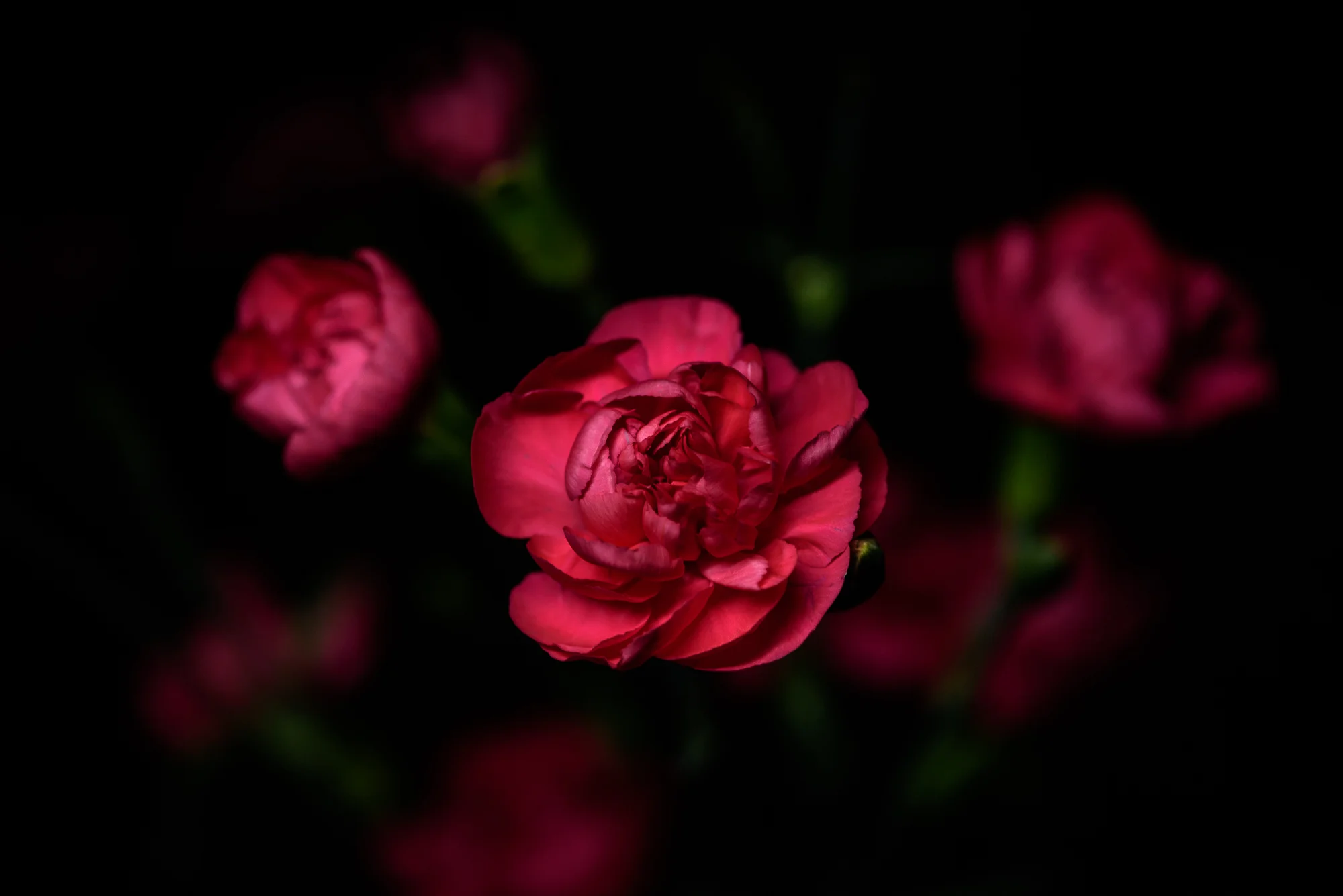icelightflowers-4