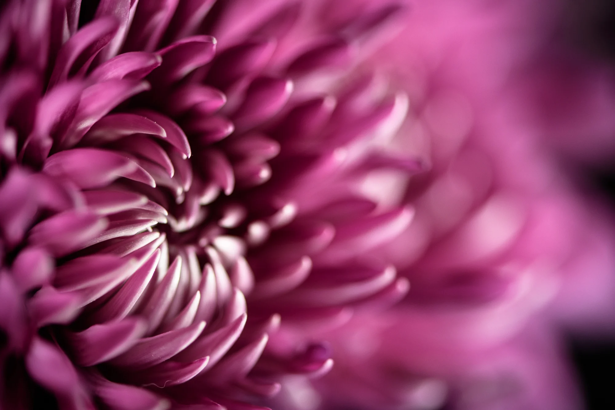 icelightflowers